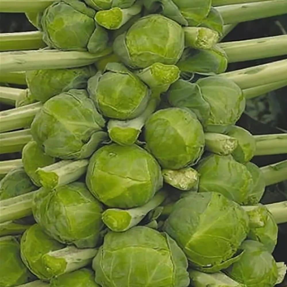 cabbage